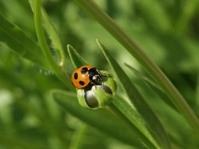 2011年から2020年は生物多様性の10年!