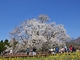 一心行の大桜