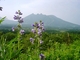 阿蘇野草園のハナシノブ