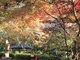 高千穂峡の紅葉