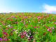 フラワーパノラマ　あわじ花さじき