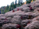 小原の四季桜