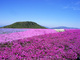 茶臼山高原芝桜の丘