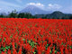 とっとり花回廊
