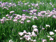 北潟湖畔花菖蒲園の花菖蒲