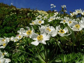 月山には350種類ほどの花が咲き乱れます
