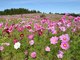 月山牧場のお花畑