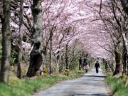 茅部神社桜並木