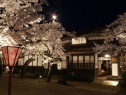 新庄がいせん桜