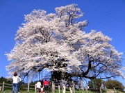 醍醐桜