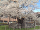 石割桜