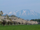 小岩井農場の桜並木