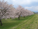 雫石川河川敷の桜