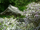 香りの花祭り【了仙寺】