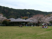 すぐ隣の園地は、お花見で賑わいます。