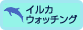 イルカウォッチング