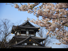 4,000本の桜と岩の原ワイン カタクリの群生地も見学