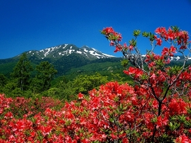 高山植物