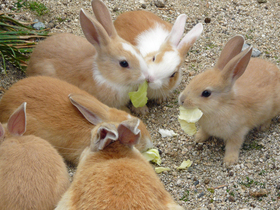 うさぎと仲良くなるには?