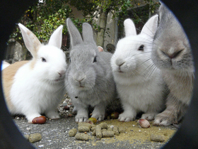 うさぎのエサはどこで売っているの?