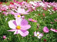 芝生広場
