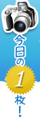 今日の一枚！