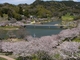 佐久間ダム公園（桜）