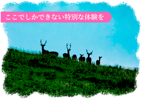 ここでしかできない特別な体験を