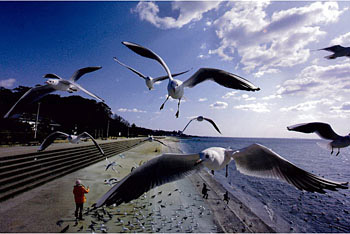 海岸公園／鈴木　康之