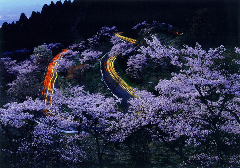 千本桜の夜景／浦川 武弘