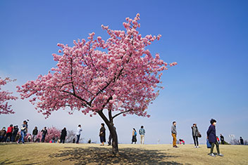 桜の丘／髙野 建二