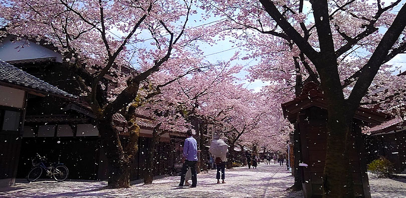 新庄村がいせん桜