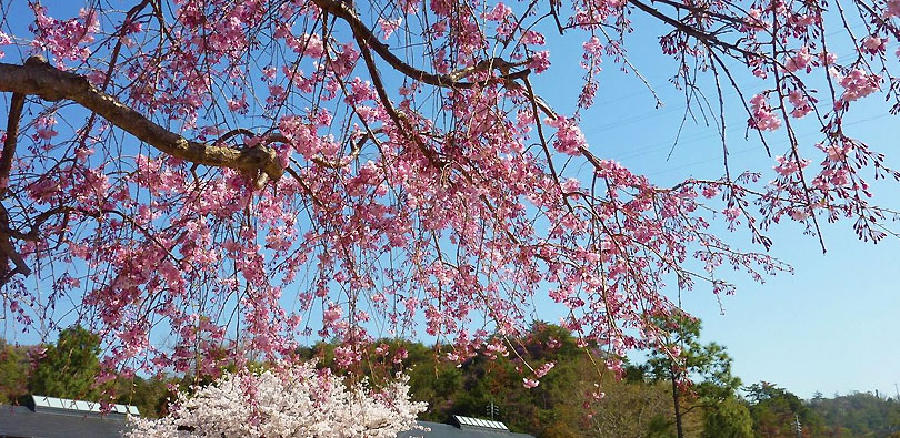 大久野島の桜