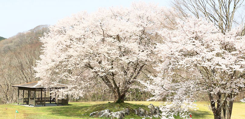 休暇村園地内の桜