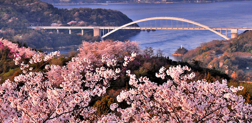 開山公園の桜