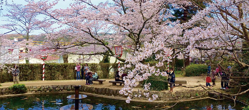 倉吉打吹公園の桜