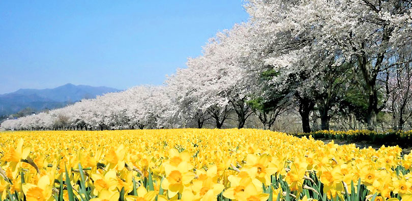 岩井親水公園の桜並木
