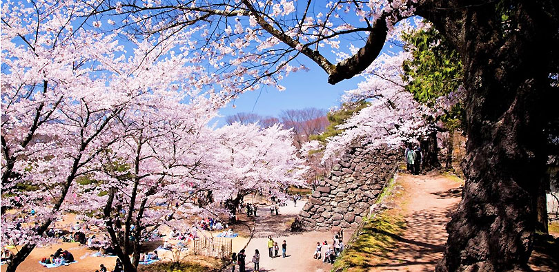 小諸城址 懐古園