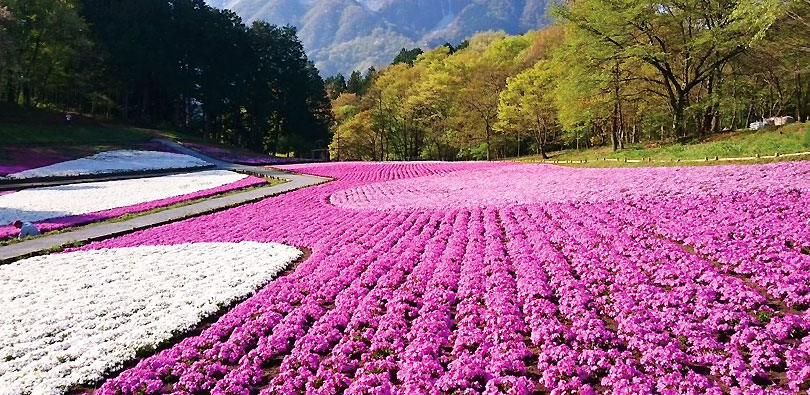 芝桜の丘（羊山公園）