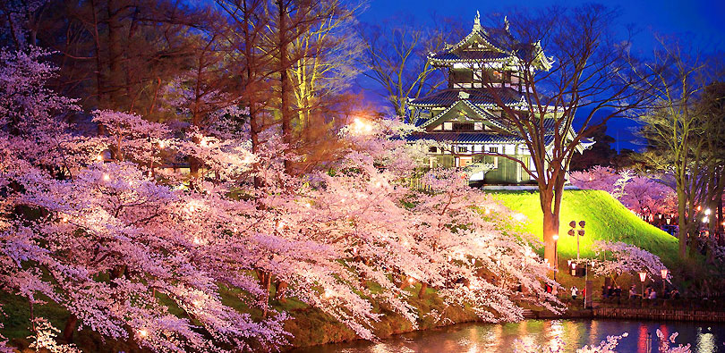 高田城址公園の桜