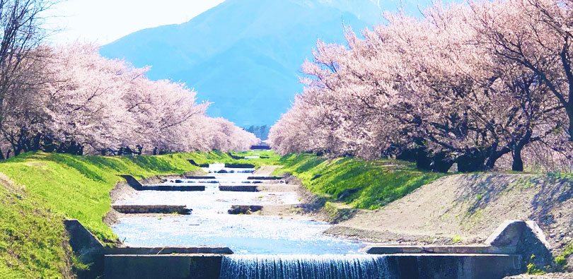 黒沢川の桜並木