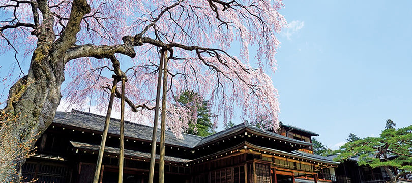 田母沢御用邸のしだれ桜