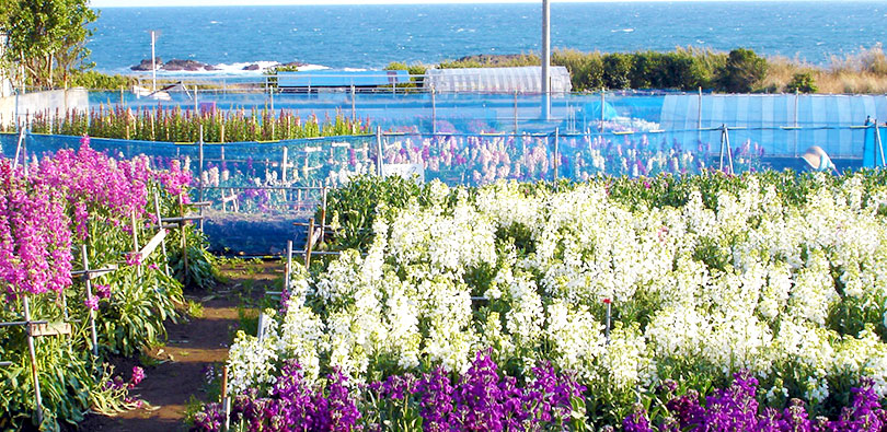 白間津のお花畑