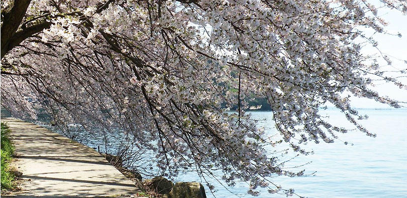 沖島の桜