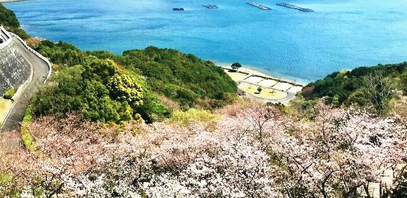 休暇村園地の千本桜