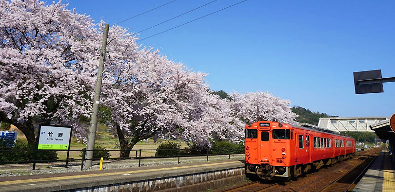 竹野駅の桜