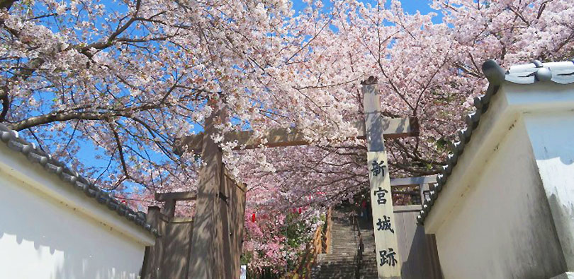新宮城跡の桜
