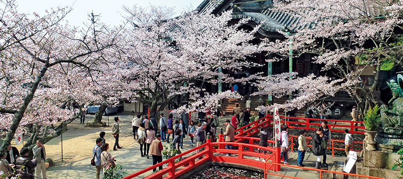 紀三井寺の早咲き桜