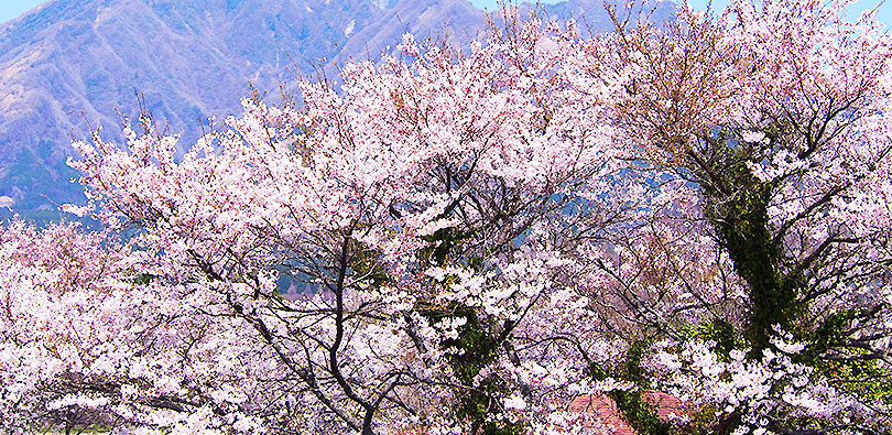 園地内の桜