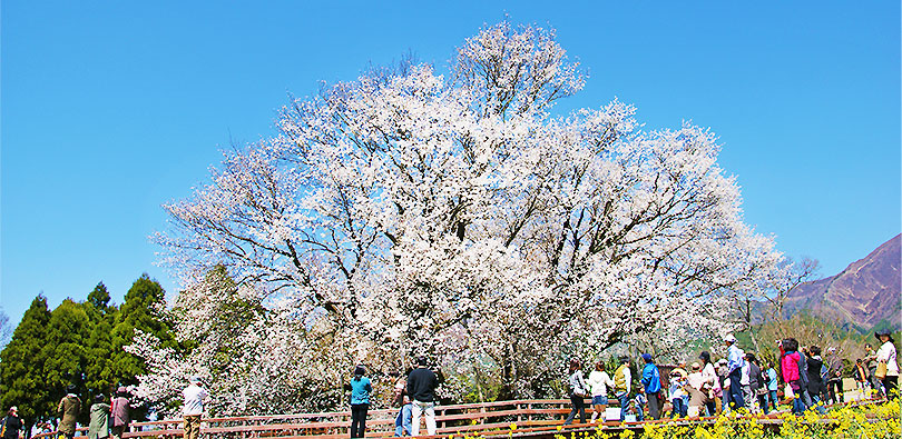 一心行の大桜